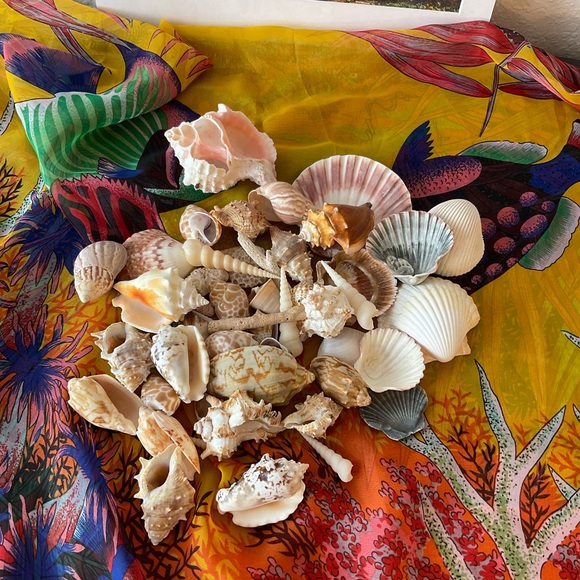 Seashells collected  from Pacific Islands. Organic cleaning.  No chemicals. - Picture 3 of 7